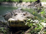 Фото крокодила на ферме на Бали