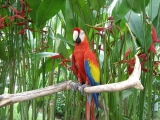 Фото попугая в парке птиц на Бали