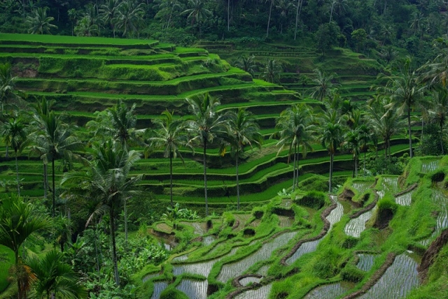 Фото рисовых террас на Бали в Индонезии