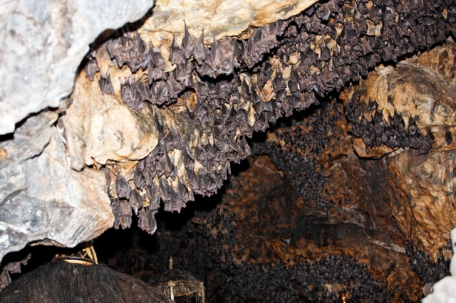 Фото пещеры летучих мышей на Бали в Индонезии